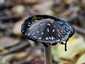Harkálytintagomba (Coprinopsis picacea), Pilis